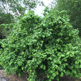 Corylus avellana (European Hazel Nut)