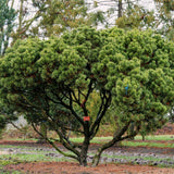 Pinus mugo mughus (Mugo Pine)