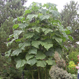 Paulownia elongata (Empress Tree)