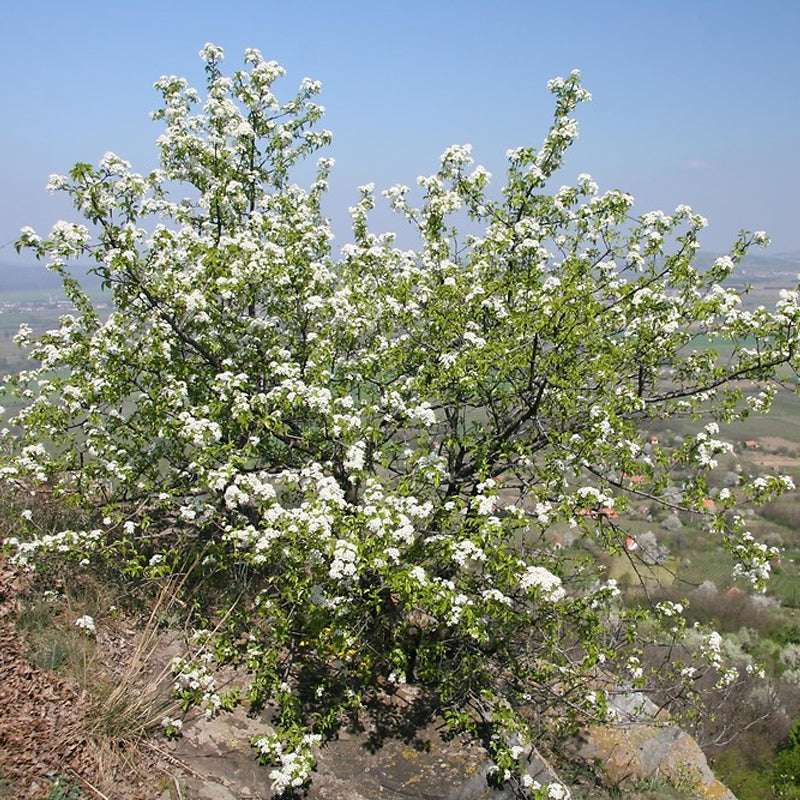 Prunus maackii Certified	(Amur Chokecherry, Mandchurian Cherry)