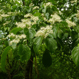 Cornus walteri (Walter Dogwood)