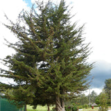 Cupressus lusitanica (Bentham Cypress)