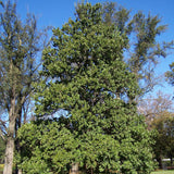 Ulmus crassifolia (Cedar Elm)