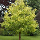 Acer negundo d.w. (Boxelder Maple, Box Elder, Manitoba Maple, Ash-leaved Maple)