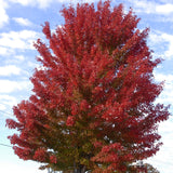 Acer freemanii (Partial de-winged) Freeman Maple