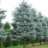 Picea pungens (Colorado Blue Spruce)