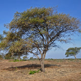 Ziziphus mauritiana (Indian Jujube)
