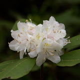 Rhododendron carolinianum var. alba (White Carolinianum)