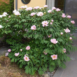 Paeonia suffruticosa (Tree Peony)