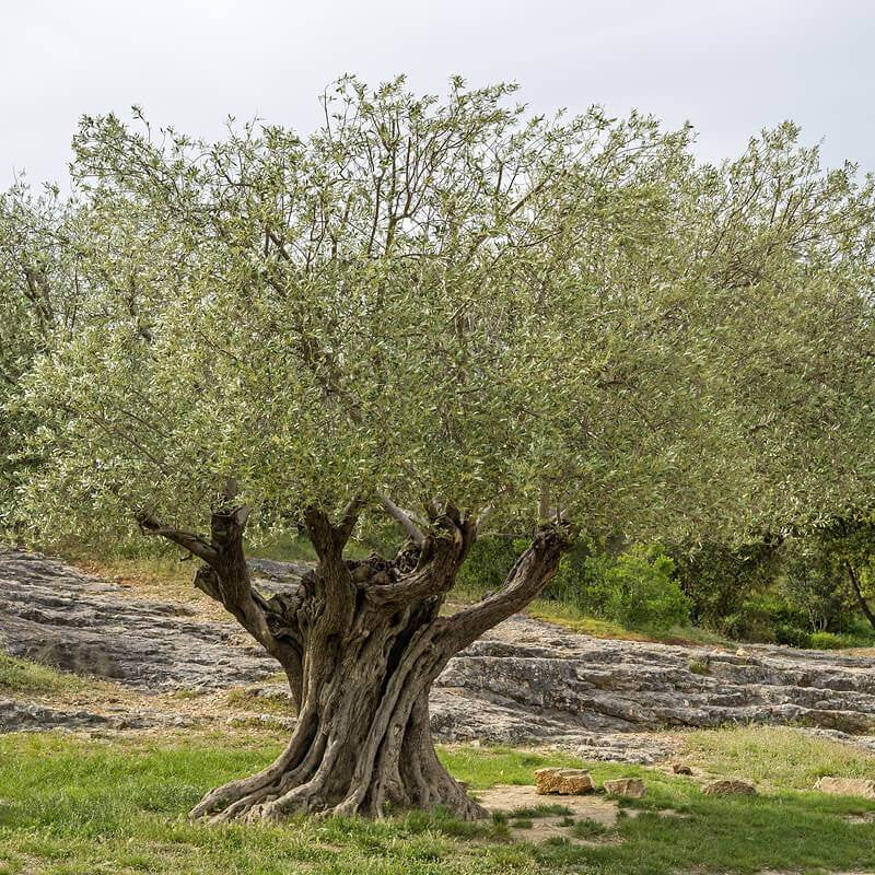 Olea Europaea Olive Tree MySeedsCo Olea Europaea Olive Tree MySeedsCo