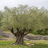 Olea europaea (Olive Tree)