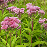 EUTROCHIUM purpureum (Sweet Joe Pyeweed)