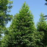 Platanus orientalis c.s. (Oriental Planetree)