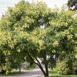 Koelreuteria bipinnata (Chinese Flame Tree)