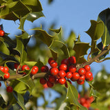 Ilex aquifolium (English Holly)