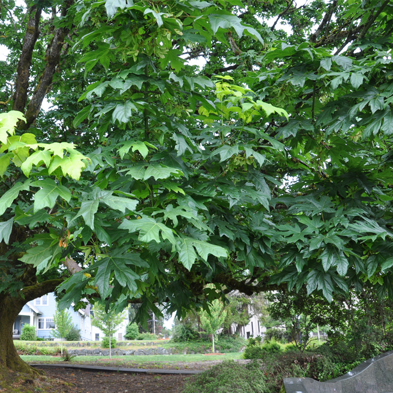 Acer macrophyllum d.w. (Bigleaf Maple)