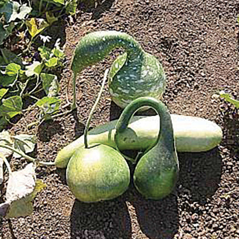 Large Mixed Gourd (Lagenaria siceraria)