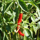 Cayenne Long Red Thin Pepper, HOT (Capsicum annuum)