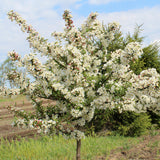 Malus sargentii (Sargent's Crabapple)