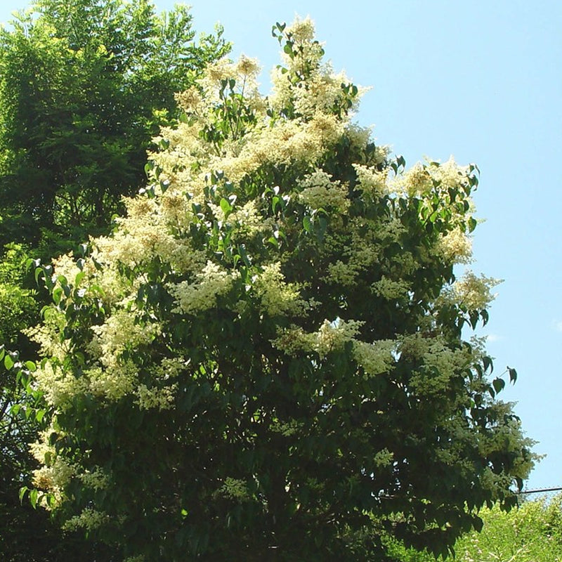 Syringa amurensis japonica (Japanese Tree Lilac)