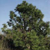 Pinus engelmannii (Apache Pine)