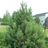 Pinus sylvestris (Scotland) (Scotch Pine (Scotland source))