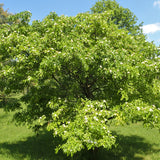 Crataegus pinnatifida (Chinese Hawthorn)