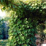 Parthenocissus tricuspidata (Boston Ivy, Grape Ivy, Japanese Creeper, Japanese Ivy, Woodbine)