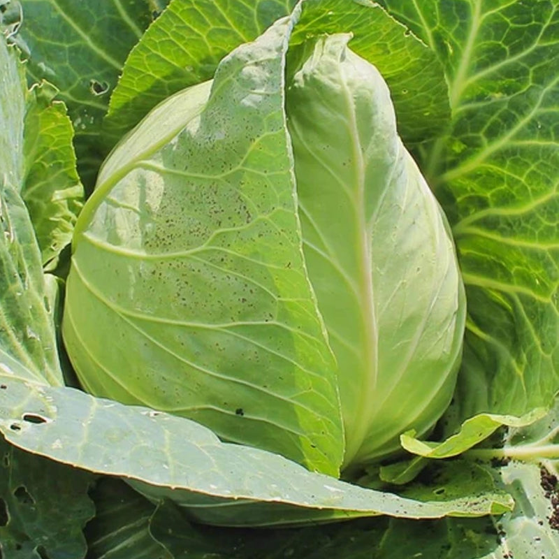 Early Jersey Wakefield Cabbage (Brassica oleracea)