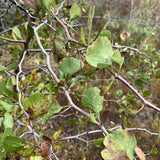 Crataegus vulsa (Alabama Hawthorn)