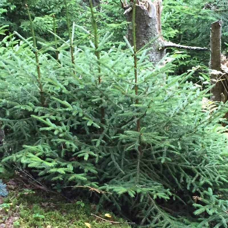 Picea mariana x rubens (Black x Red Spruce Hybrid)