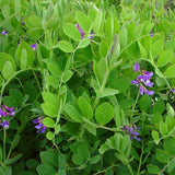 Lathyrus maritima (Beach Pea, Heath Pea)