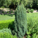 Juniperus communis (Common Juniper)