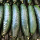 Marketer Cucumber, Slicing (Cucumis sativus)