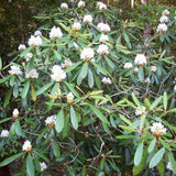 Rhododendron maximum (Great Laurel, Rosebay, Rosebay Rhododendron)