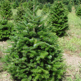 Abies bornmulleriana (Bornmuller Fir)