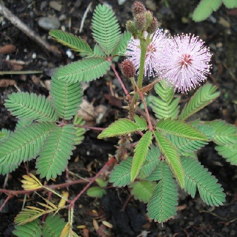 Mimosa pudica (Sensitive Plant)