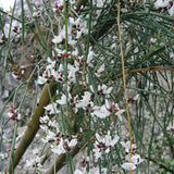 Genista monosperma (Bridalveil Woodwaxen)