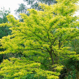 Gleditsia triacanthos (Honey locust, Honeylocust)