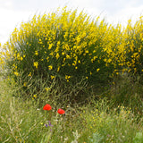 Spartium junceum (Spanish Broom)