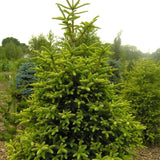 Abies pinsapo (Spanish Fir)