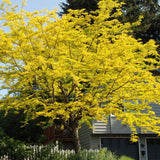 Gleditsia triacanthos inermis (Thornless Honeylocust, Thornless Honey locust)