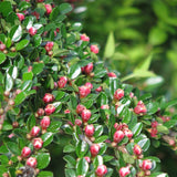 Cotoneaster horizontalis c.s. (Rock Spray Cotoneaster)