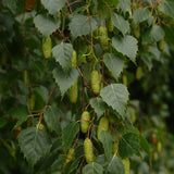 Betula pendula (alba) s.g. (European White Birch)