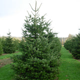 Abies nordmanniana (Nordmann Fir, Caucasian Fir)