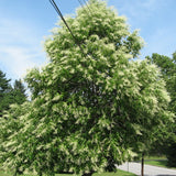 Oxydendrum arboreum (Sour Wood)