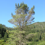 Pinus attenuata (Knobcone Pine)