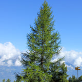 Larix decidua (European Larch)