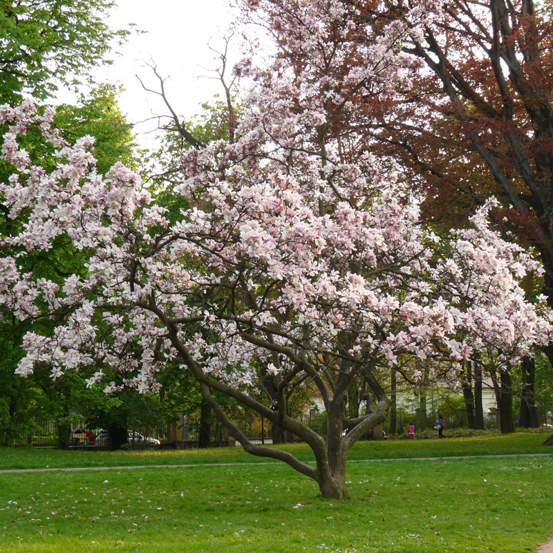 Magnolia soulangeana (Saucer Magnolia)