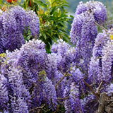 Wisteria sinensis (Chinese Wisteria)